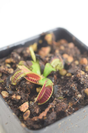 This is a close up photo of Dionaea muscipula 'B52 Giant'. This is a Tissue Culture plant propagated by Best Carnivorous Plants.