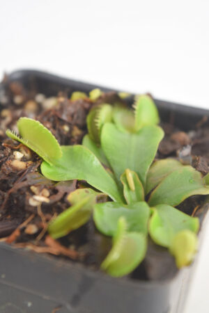 This is a close up photo of Dionaea muscipula 'Dentate Traps'. This is a Seed Grown plant propagated by Jeremiah Harris.