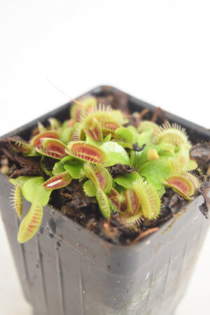 This is a close up photo of Dionaea muscipula 'Typical'. This is a Seed Grown plant propagated by Jeremiah Harris.