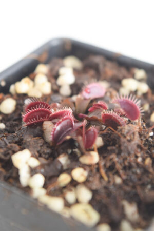 This is a close up photo of Dionaea muscipula (all red forms). This is a Tissue Culture plant propagated by Best Carnivorous Plants.