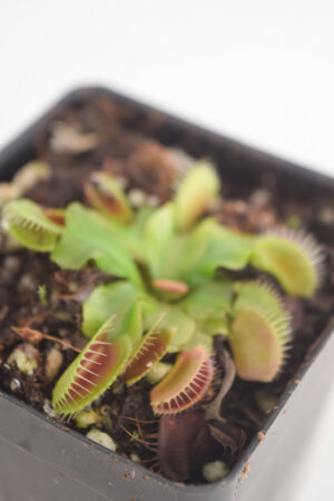 This is a close up photo of Dionaea muscipula (giant forms): Clone Z02. This is a Tissue Culture plant propagated by Best Carnivorous Plants.