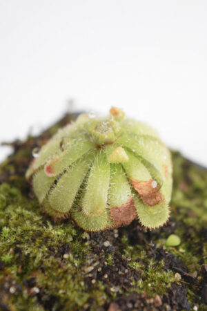 This is a close up photo of Drosera aliciae. This is a Tissue Culture plant propagated by Best Carnivorous Plants.