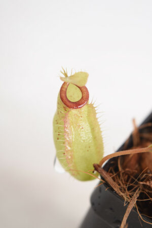 This is a close up photo of Nepenthes ampullaria x aristolochioides. This is a Tissue Culture plant propagated by Borneo Exotics.