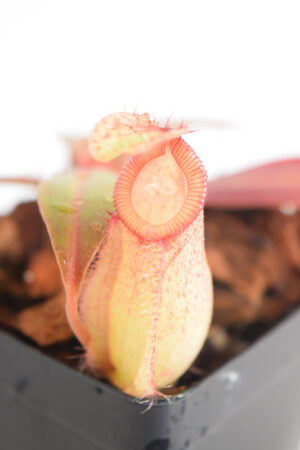 This is a close up photo of Nepenthes ampullaria x hamata. This is a Tissue Culture plant propagated by Borneo Exotics.