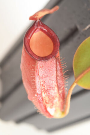 This is a close up photo of Nepenthes ampullaria x veitchii. This is a Tissue Culture plant propagated by Borneo Exotics.