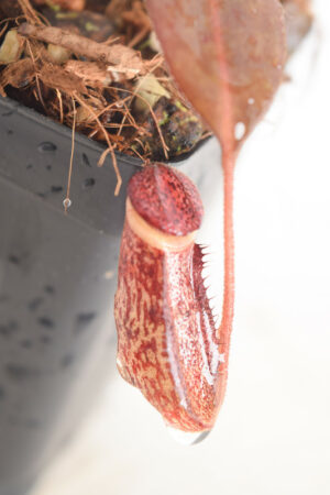 This is a close up photo of Nepenthes burbidgeae {seedgrown individuals