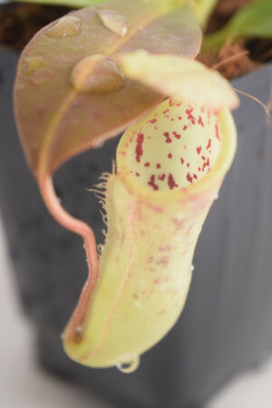 This is a close up photo of Nepenthes burbidgeae x campanulata. This is a Tissue Culture plant propagated by Borneo Exotics.
