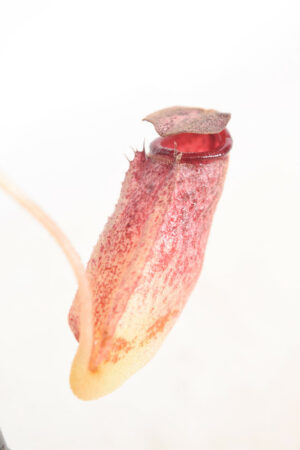 This is a close up photo of Nepenthes burbidgeae x (maxima x talangensis). This is a Tissue Culture plant propagated by Borneo Exotics.