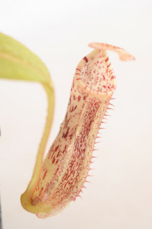 This is a close up photo of Nepenthes burbidgeae x platychila. This is a Tissue Culture plant propagated by Borneo Exotics.