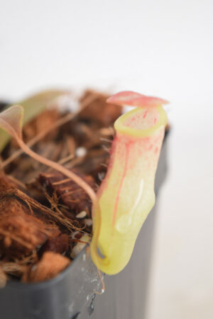 This is a close up photo of Nepenthes eustachya x tenuis. This is a Tissue Culture plant propagated by Borneo Exotics.