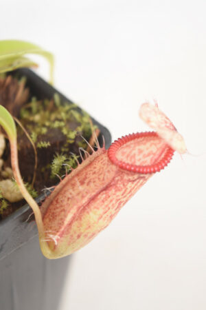 This is a close up photo of Nepenthes glabrata x hamata. This is a Tissue Culture plant propagated by Borneo Exotics.