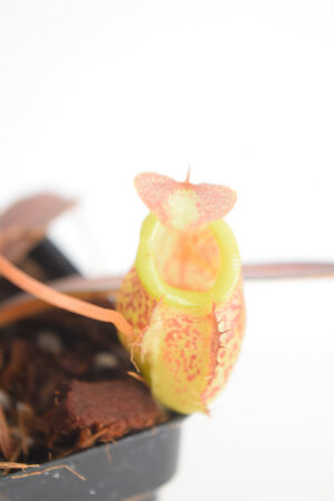 This is a close up photo of Nepenthes gymnamphora x tenuis. This is a Seed Grown plant propagated by Borneo Exotics.