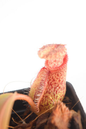 This is a close up photo of Nepenthes hamata x robcantleyi. This is a Tissue Culture plant propagated by Borneo Exotics.