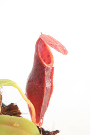 This is a close up photo of Nepenthes inermis x bongso. This is a Seed Grown plant propagated by Borneo Exotics.