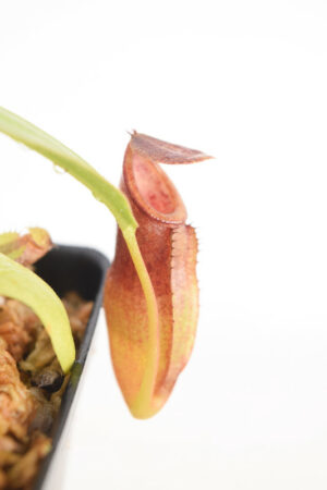 This is a close up photo of Nepenthes inermis x bongso. This is a Tissue Culture plant propagated by Florae.