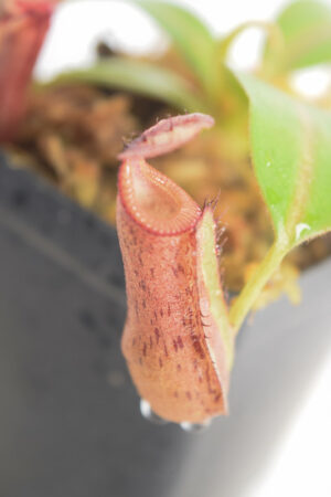 This is a close up photo of Nepenthes {[(lowii x veitchii) x boschiana] x [(veitchii x maxima) x veitchii]} x edwardsiana. This is a Tissue Culture plant propagated by Florae.