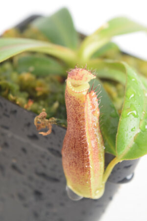 This is a close up photo of Nepenthes {[(lowii x veitchii) x boschiana] x [(veitchii x maxima) x veitchii]} x edwardsiana. This is a Tissue Culture plant propagated by Florae.