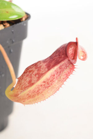 This is a close up photo of Nepenthes merrilliana x aristolochioides. This is a Tissue Culture plant propagated by Borneo Exotics.