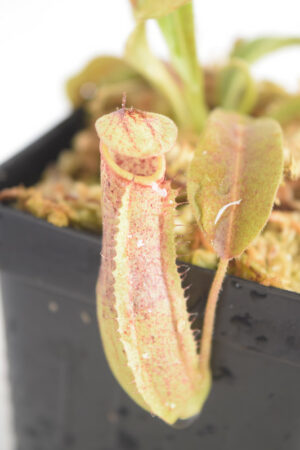 This is a close up photo of Nepenthes minima {Indonesia}. This is a Tissue Culture plant propagated by Best Carnivorous Plants.