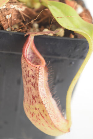 This is a close up photo of Nepenthes minima x robcantleyi. This is a Seed Grown plant propagated by Andreas Wistuba.