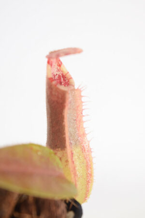 This is a close up photo of Nepenthes (mollis x veitchii) x veitchii. This is a Seed Grown plant propagated by Andreas Wistuba.