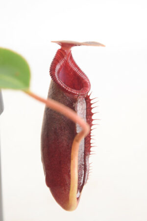 This is a close up photo of Nepenthes rajah x lowii. This is a Tissue Culture plant propagated by Borneo Exotics.