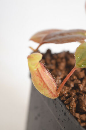 This is a close up photo of Nepenthes rajah x peltata. This is a Tissue Culture plant propagated by Borneo Exotics.