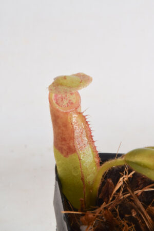 This is a close up photo of Nepenthes rajah x (veitchii x platychila). This is a Seed Grown plant propagated by Borneo Exotics.