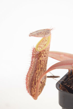 This is a close up photo of Nepenthes ramispina x hamata. This is a Tissue Culture plant propagated by Borneo Exotics.