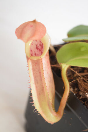 This is a close up photo of Nepenthes robcantleyi x veitchii. This is a Tissue Culture plant propagated by Borneo Exotics.