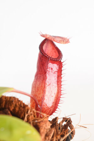 This is a close up photo of Nepenthes sibuyanensis x hamata. This is a Tissue Culture plant propagated by Borneo Exotics.