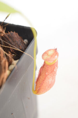 This is a close up photo of Nepenthes spec. Anipahan {female