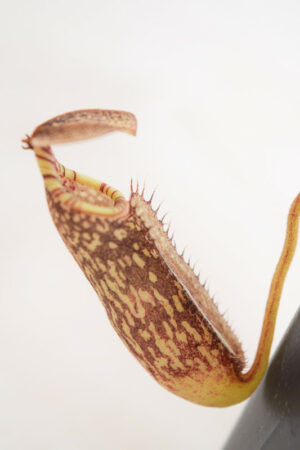 This is a close up photo of Nepenthes spectabilis (Sinabung). This is a Tissue Culture plant propagated by Malesiana Tropicals.