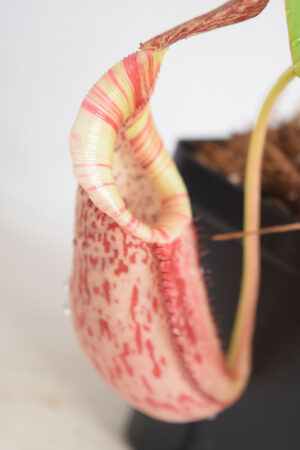 This is a close up photo of Nepenthes spectabilis x veitchii. This is a Tissue Culture plant propagated by Borneo Exotics.