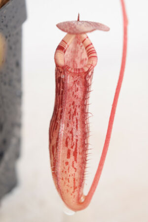 This is a close up photo of Nepenthes spectabilis x ventricosa. This is a Tissue Culture plant propagated by Borneo Exotics.