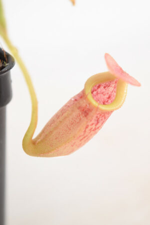 This is a close up photo of Nepenthes talangensis x veitchii. This is a Tissue Culture plant propagated by Malesiana Tropicals.