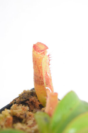 This is a close up photo of Nepenthes (veitchii x lowii) x (lowii x Gothica) 'Warped Peristome'. This is a Tissue Culture plant propagated by Florae.