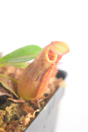 This is a close up photo of Nepenthes (veitchii x lowii) x (lowii x Gothica) 'Warped Peristome'. This is a Tissue Culture plant propagated by Florae.