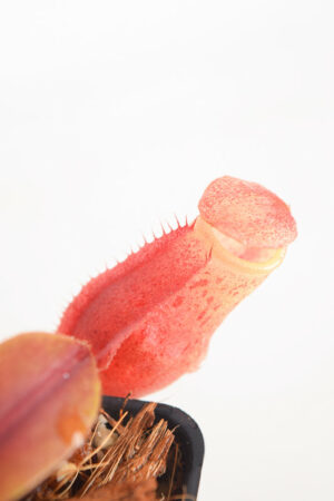 This is a close up photo of Nepenthes veitchii x mira. This is a Tissue Culture plant propagated by Borneo Exotics.