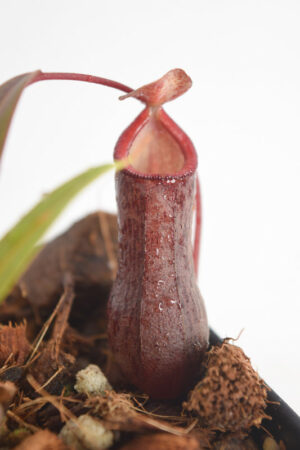 This is a close up photo of Nepenthes ventricosa x angasanensis. This is a Rooted Cutting plant propagated by Exotica Plants.