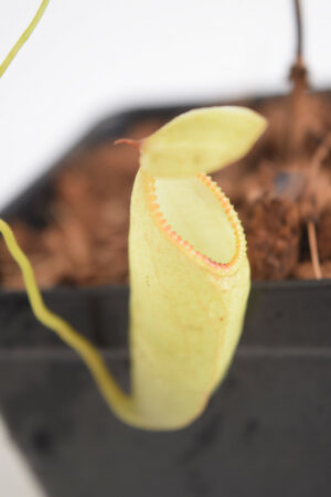 This is a close up photo of Nepenthes ventricosa x hamata. This is a Rooted Cutting plant propagated by Borneo Exotics.