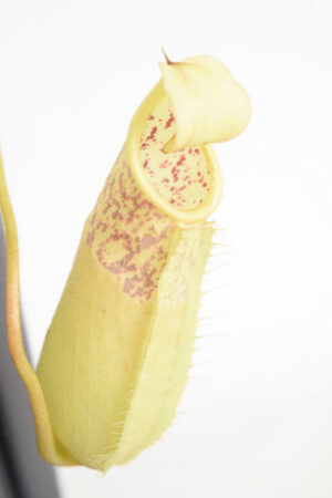 This is a close up photo of Nepenthes ventricosa x hirsuta. This is a Tissue Culture plant propagated by Malesiana Tropicals.