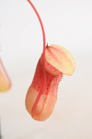 This is a close up photo of Nepenthes ventricosa x sibuyanensis. This is a Tissue Culture plant propagated by Borneo Exotics.