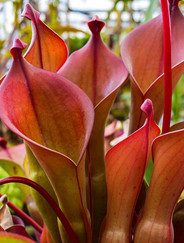Explore our extensive collection of Heliamphora for sale, both species and hybrids, and add these unique and captivating plants to your collection today.