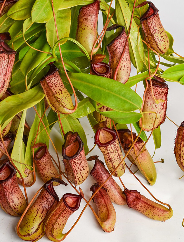 Florae Collaborative is the premier source for rare Nepenthes for sale and the only source for many horticulturally-created Nepenthes hybrids