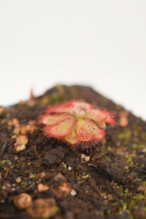 This is a close up photo of Drosera admirabilis. This is a Tissue Culture plant propagated by Best Carnivorous Plants.