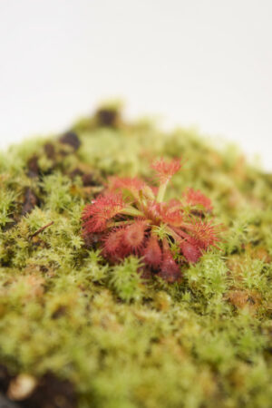 This is a close up photo of Drosera felix {Tuku Muruku