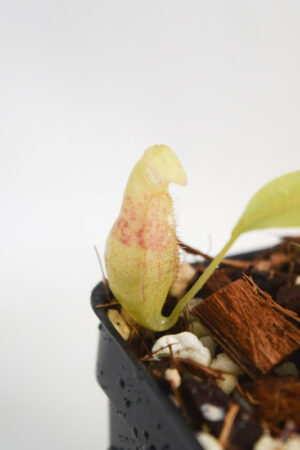 This is a close up photo of Nepenthes rhombicaulis (Gunung Pangulubao). This is a Tissue Culture plant propagated by Andreas Wistuba.