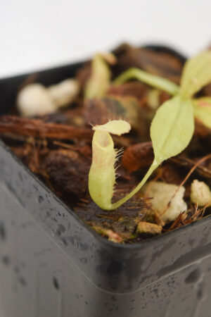 This is a close up photo of Nepenthes tomoriana {seedgrown individuals