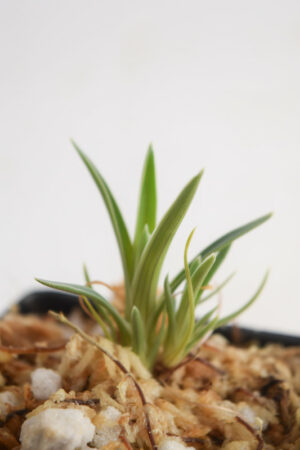 This is a close up photo of Brocchinia reducta {Akopan Tepui plateau